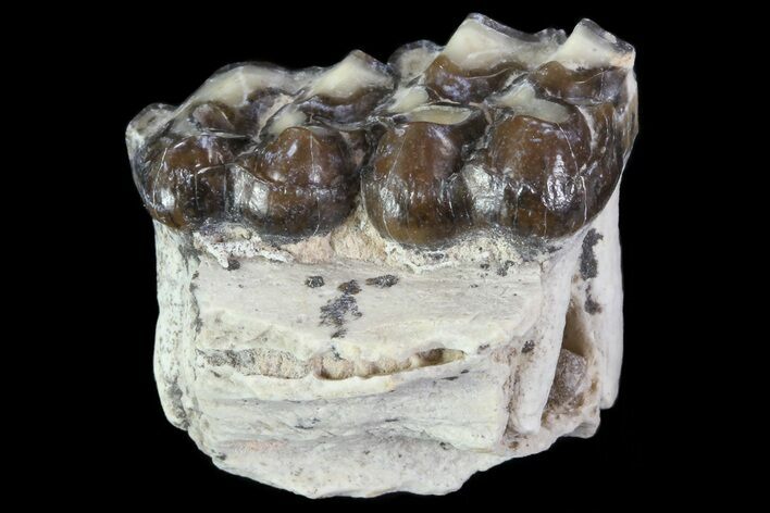 Oligocene Horse (Mesohippus) Jaw Section #81494